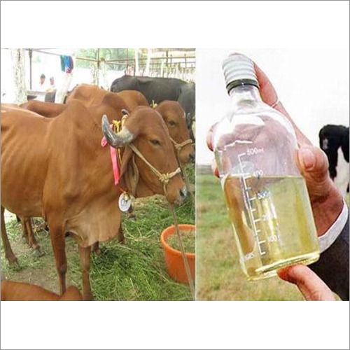 Fresh Cow Urine - Purity Tested, Ideal For Health Benefits | Dosage As Suggested, Moisture Nil, Store In Dry Place