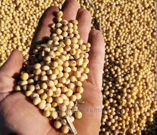 सोया बीन