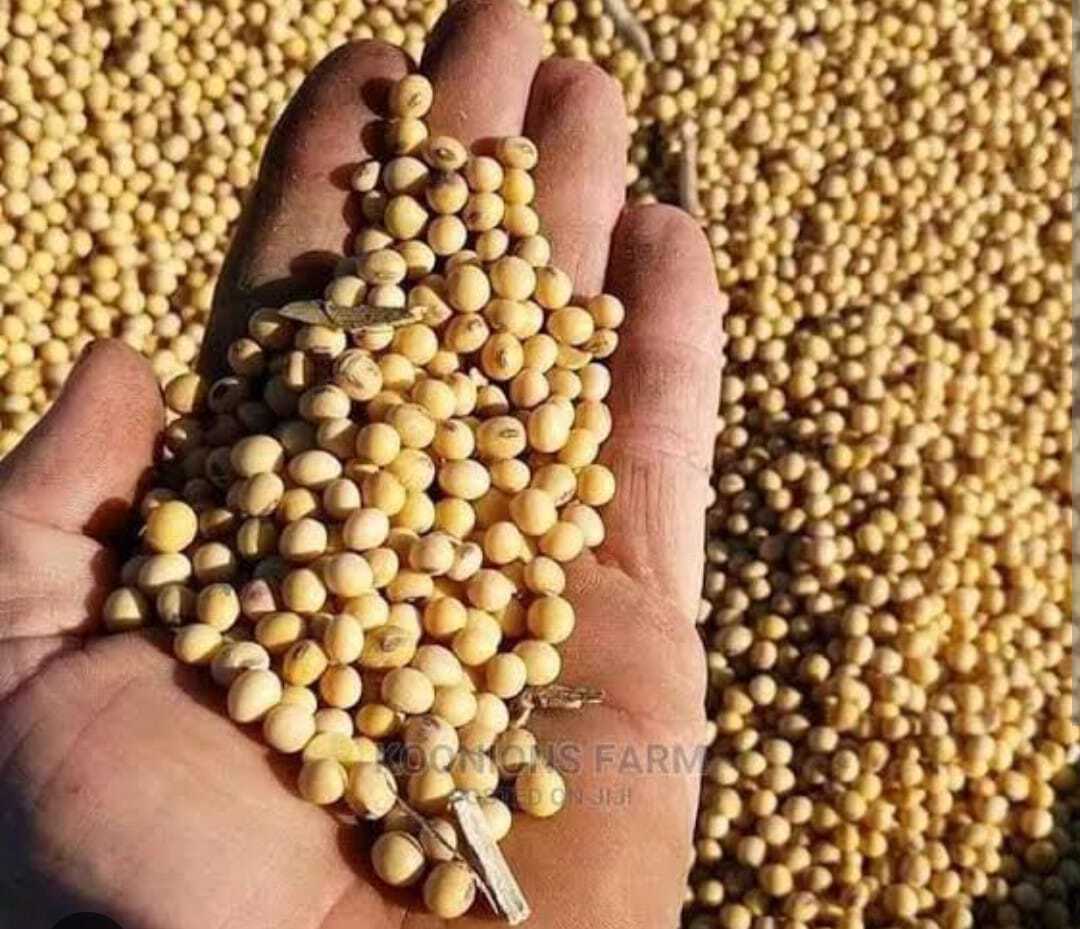 Soya Bean