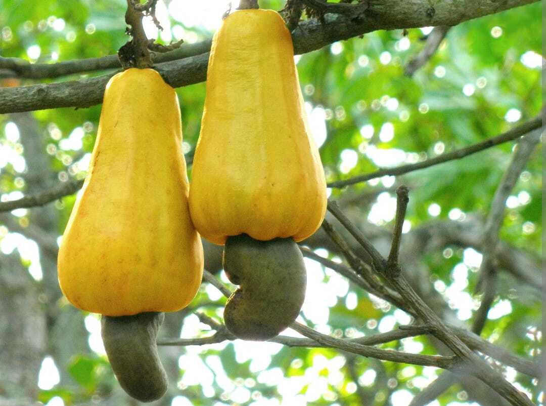 Raw Cashew Nuts