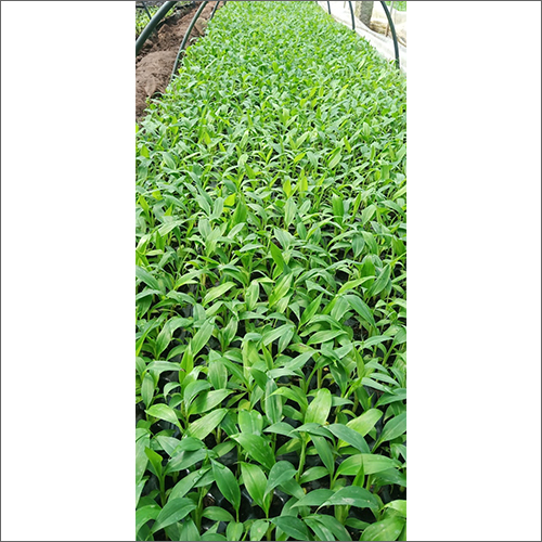 G9 Banana Primary Plant - Green Leaves, Various Sizes | Versatile Plant With Lush Green Foliage Perfect For Indoor And Outdoor Spaces