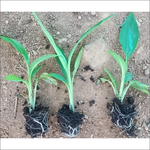 G9 Banana Primary Plant - Green Leaves, Various Sizes | Versatile Plant With Lush Green Foliage Perfect For Indoor And Outdoor Spaces