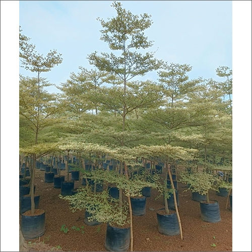 Green Conocarpus Plant