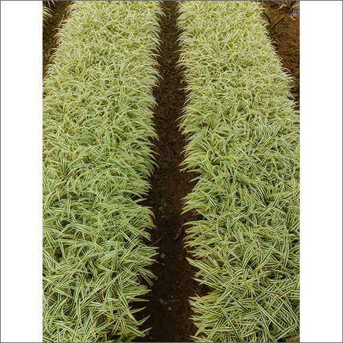 Green Conocarpus Plant