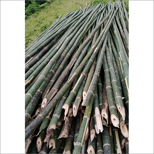 Long Bamboo Pole Size: Different Available