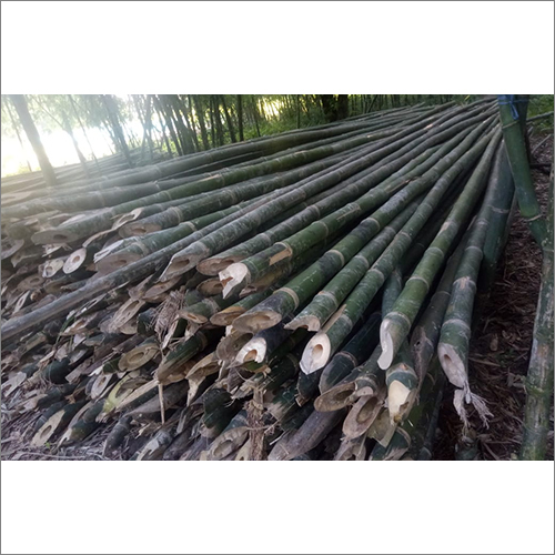 Long Bamboo Pole Size: Different Available