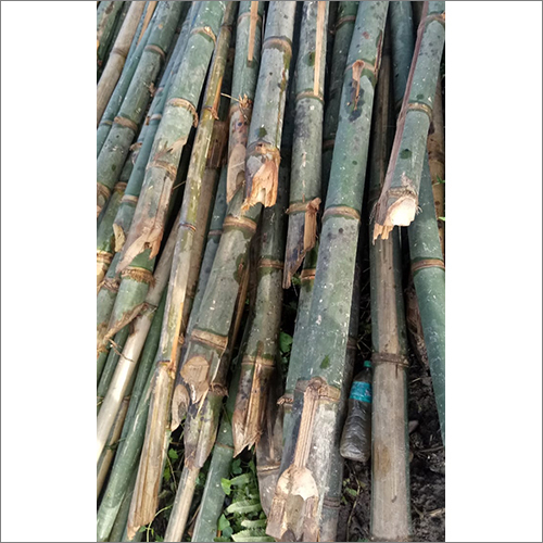 Long Bamboo Pole Size: Different Available