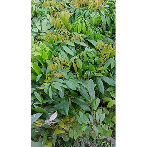 ग्रीन मुज़फ़्फ़रपुर लीची फ्रूट प्लांट