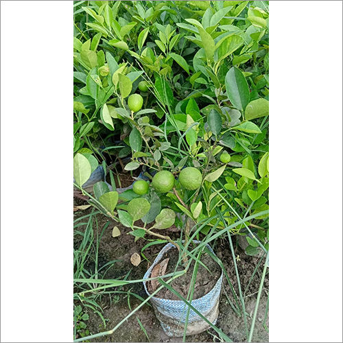 Green Kolkata Lemon Pati Plant