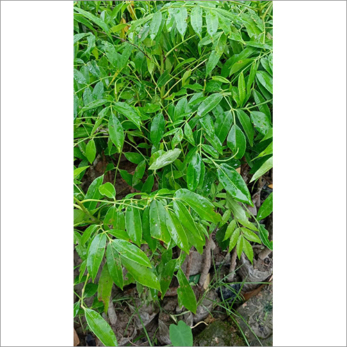 Green Amra Fruit Plant
