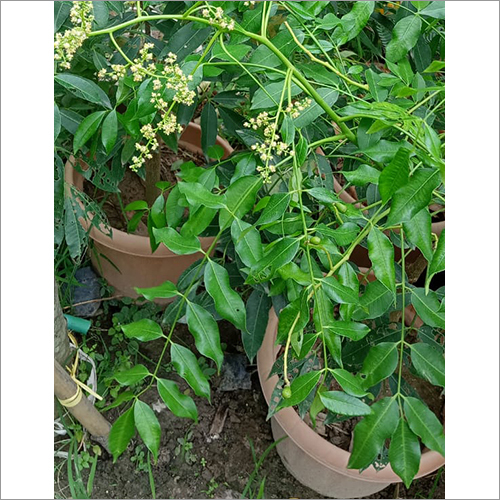 Green Amra Fruit Plant