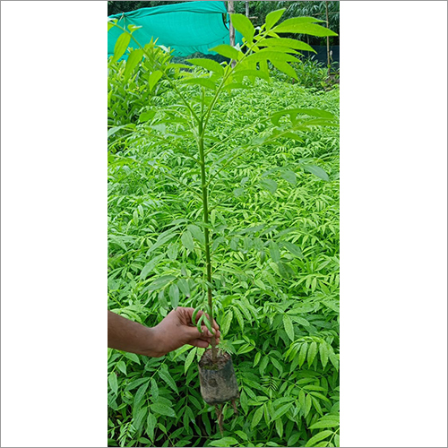 Green Amra Fruit Plant