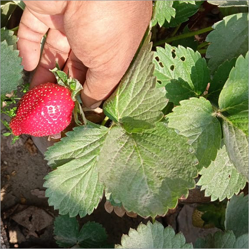 Small Strawberry Plant - 1 Ft Size, Green Leaves | Shelf Life Of 2 Years, Ideal For Home Gardening Enthusiasts