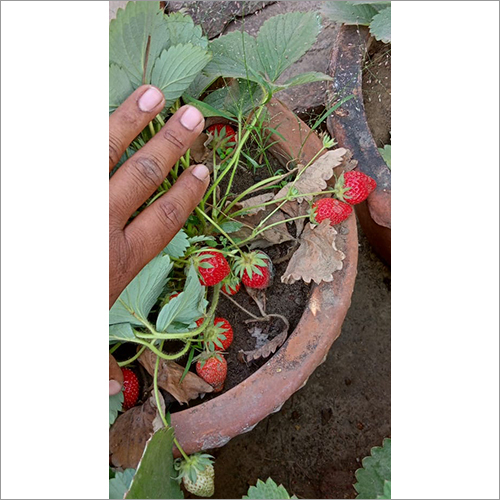 Small Strawberry Plant - 1 Ft Size, Green Leaves | Shelf Life Of 2 Years, Ideal For Home Gardening Enthusiasts
