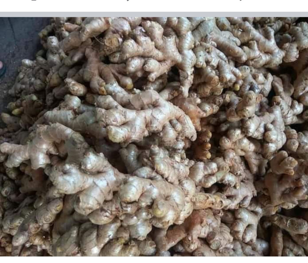 Fresh Ginger - Raw Zingiber Officinale, Fibrous Light Brown Exterior, Pungent Spicy Flavor, Versatile Ingredient For Cooking And Herbal Infusions