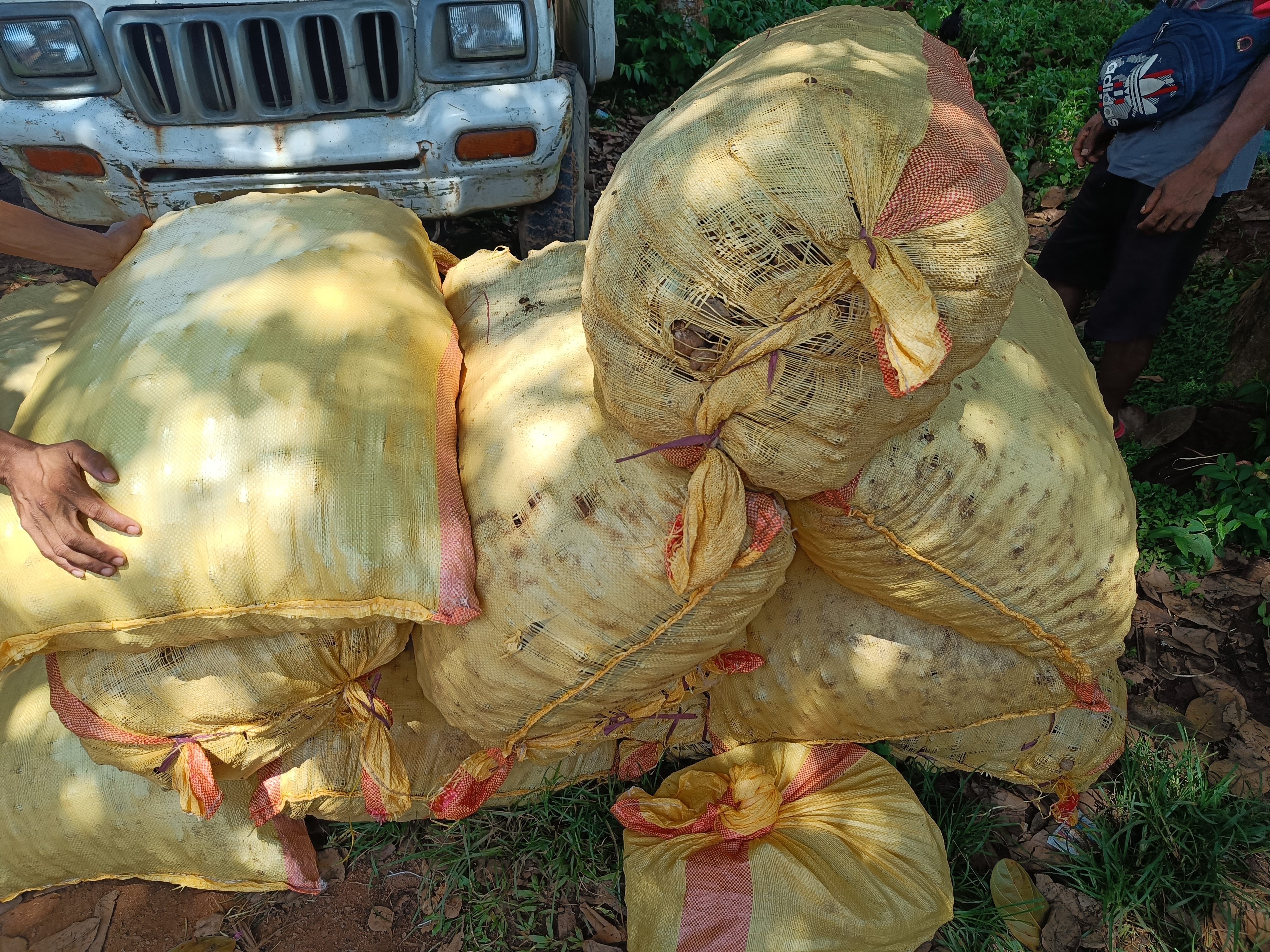 Fresh Ginger - Raw Zingiber Officinale, Fibrous Light Brown Exterior, Pungent Spicy Flavor, Versatile Ingredient For Cooking And Herbal Infusions