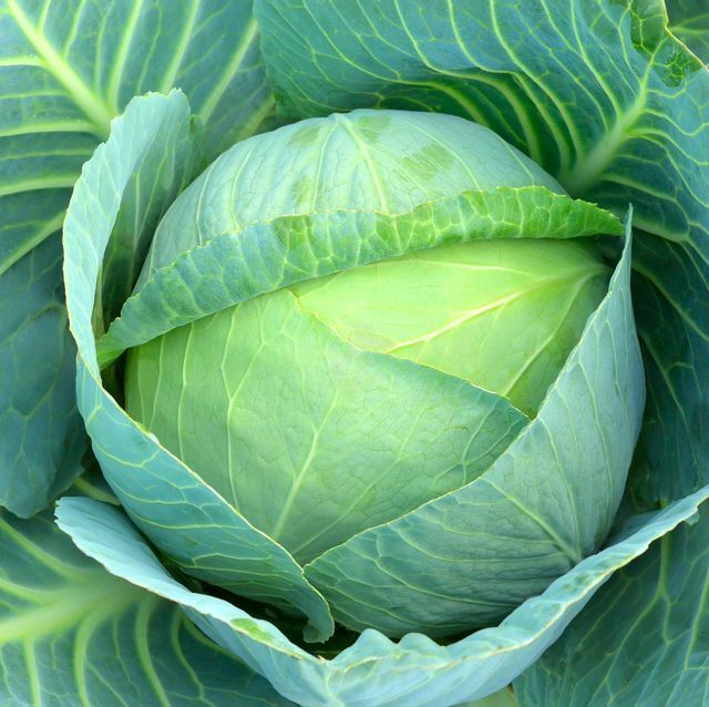 Fresh Cabbage - Raw Natural Shape 5-day Shelf Life - Leafy Green Vegetable For Salads Soups And Sandwiches Organic Farming Practice