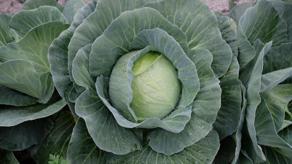 Fresh Cabbage - Raw Natural Shape 5-day Shelf Life - Leafy Green Vegetable For Salads Soups And Sandwiches Organic Farming Practice