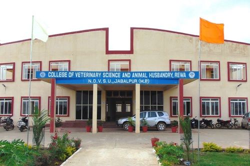 Animal Husbandry And Animal Science College Tender Information