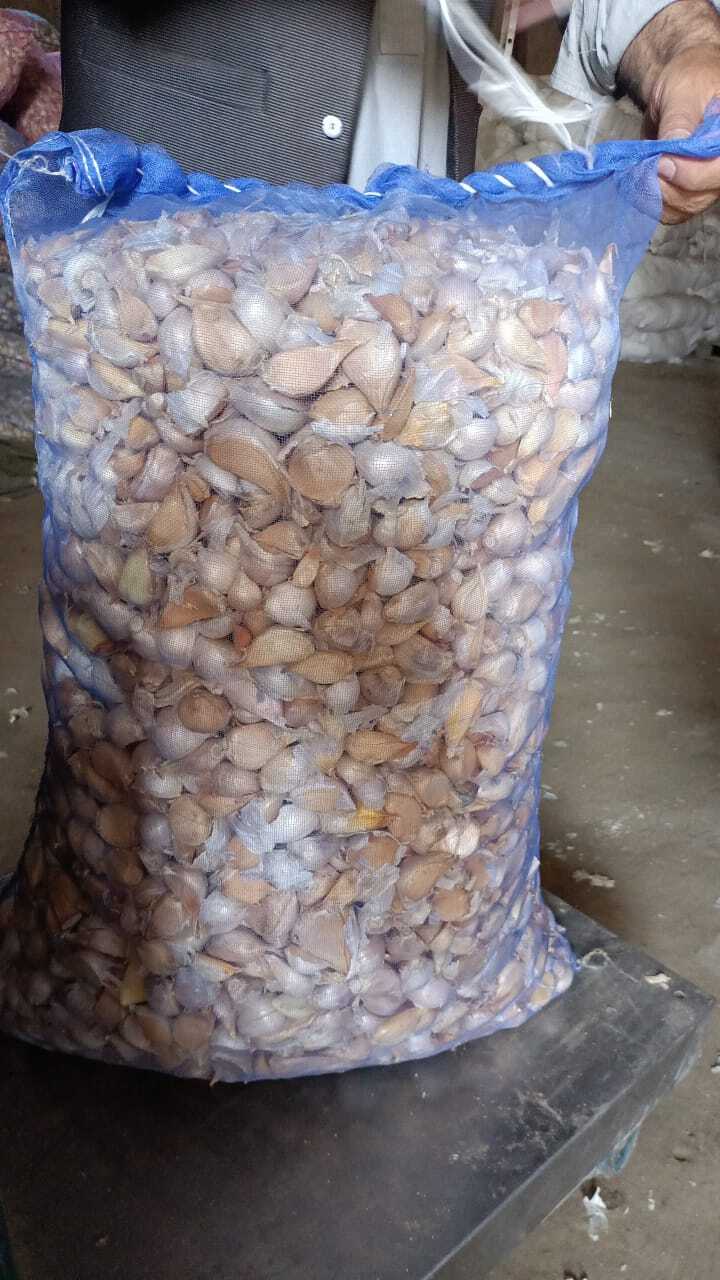 Boom Size Fresh G1 Garlic