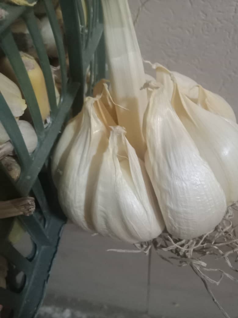 Boom Size Fresh G1 Garlic