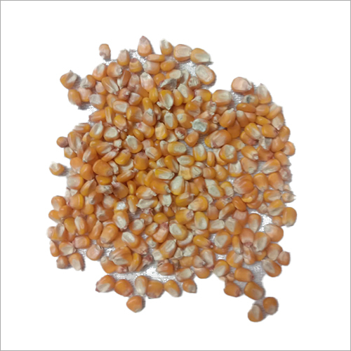 छोटी पीली मक्का