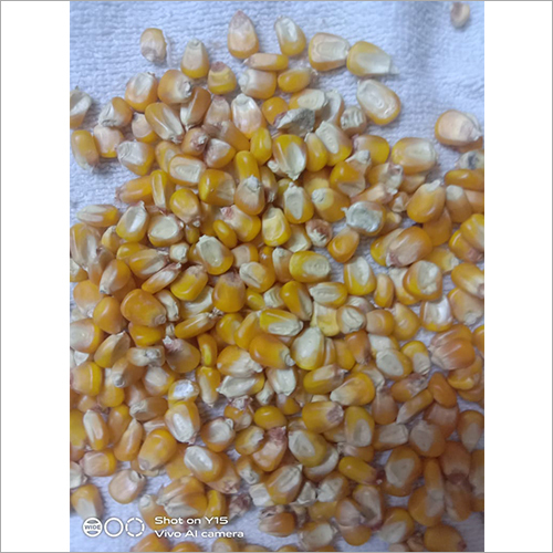 पीला भुट्टा