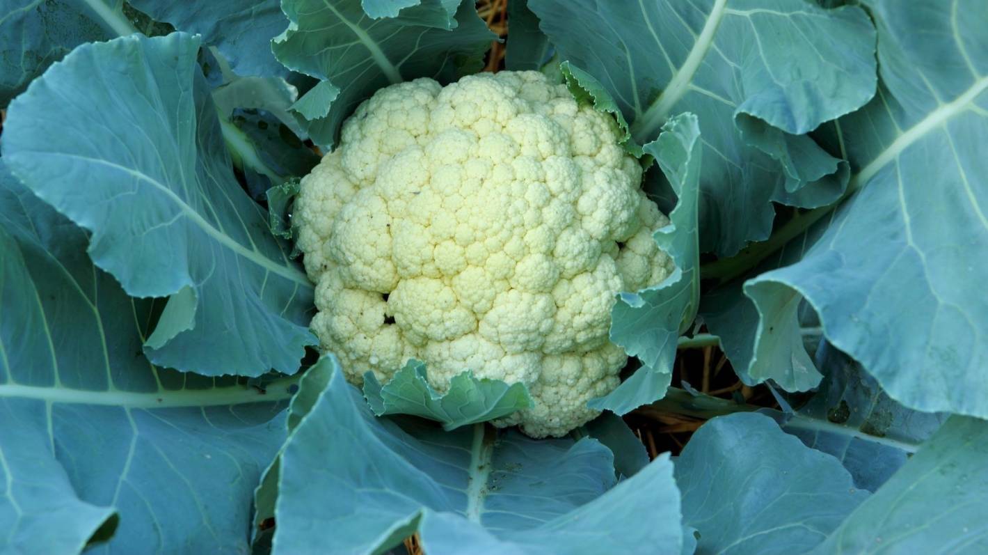 Fresh Cauliflower - 94% Moisture , Raw Natural Style With 5 Days Shelf Life