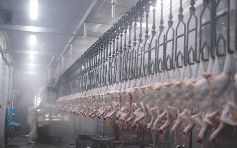 Halal Frozen Whole Chicken - Insured Shipment With Quality Inspection, Blast Frozen At -40°c, Moisture Content <1%, Various Cuts Available