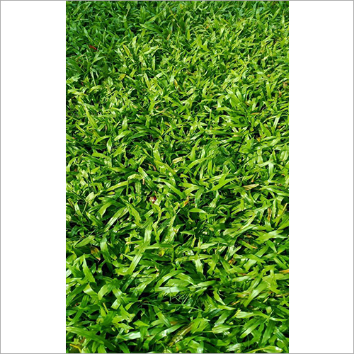 ब्लेड ग्रास सर्विसेज