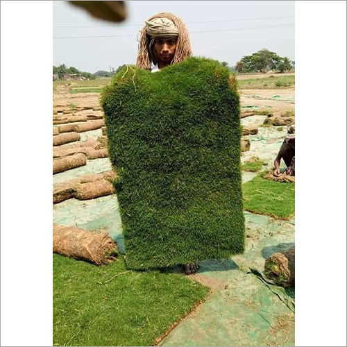 मैक्सिकन कार्पेट लॉन ग्रास सर्विसेज