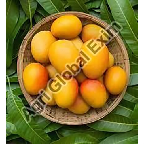 Common Fresh Mango