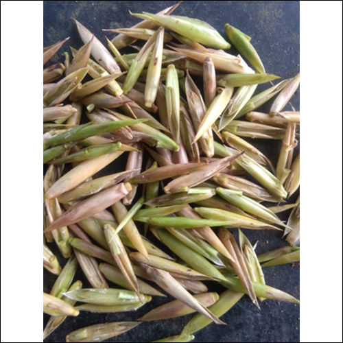 Green Bambusa Tulda Seeds