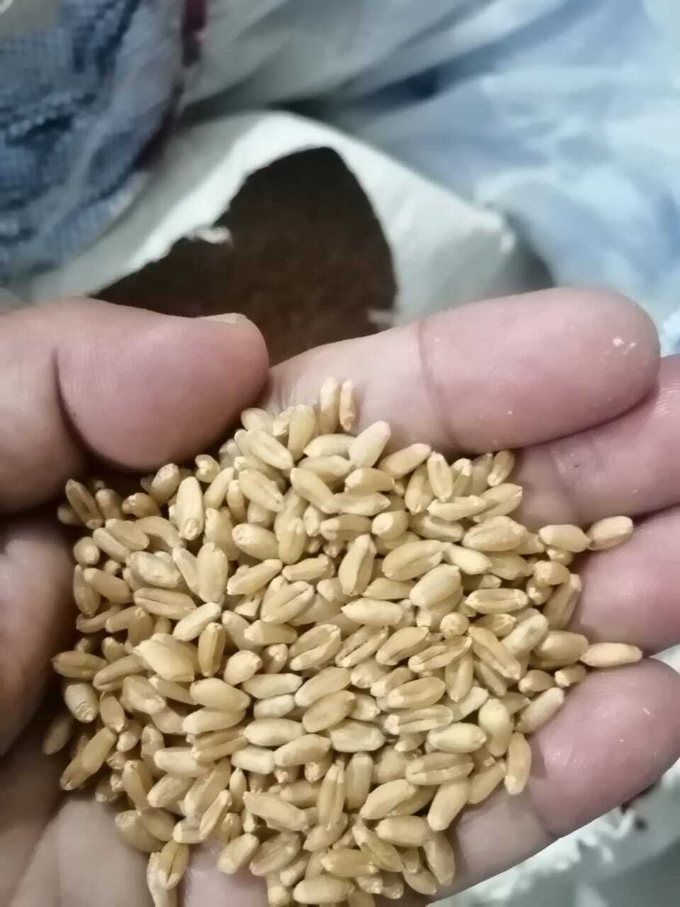 Dg 09 Isreal Wheat Seeds