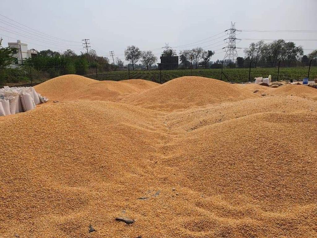 Dry Yellow Maize - High Purity 2022 Crop Year | Ideal For Human And Livestock Consumption Dried Texture Sun Dried Energy Boosting Benefits