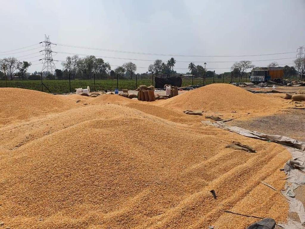 Dry Yellow Maize - High Purity 2022 Crop Year | Ideal For Human And Livestock Consumption Dried Texture Sun Dried Energy Boosting Benefits