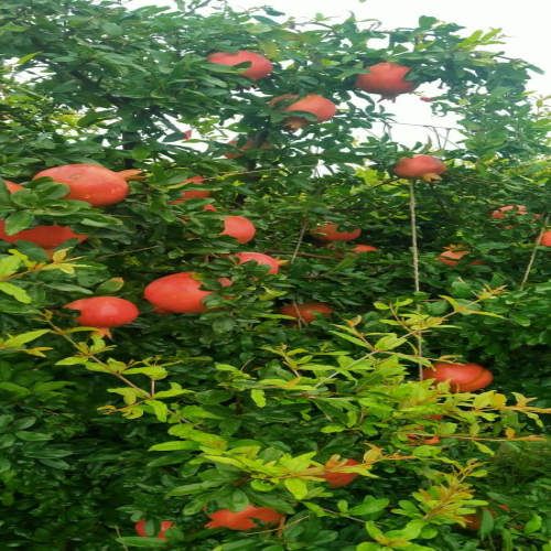 Fresh Pomegranates - A Grade, 200kg | Sweet Taste, Red Color, Whole, Non Glutinous, 60-day Shelf Life, Iqf Processed, 150-200mm Size, 140 Days Maturity