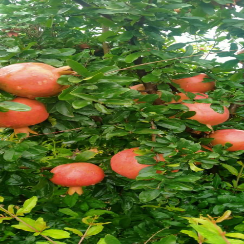 Fresh Pomegranates - A Grade, 200kg | Sweet Taste, Red Color, Whole, Non Glutinous, 60-day Shelf Life, Iqf Processed, 150-200mm Size, 140 Days Maturity