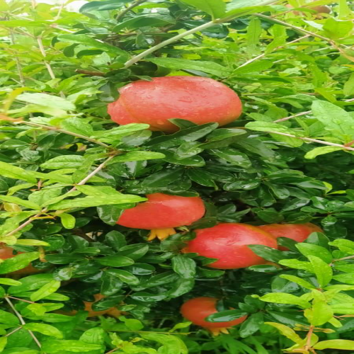 Fresh Pomegranates - A Grade, 200kg | Sweet Taste, Red Color, Whole, Non Glutinous, 60-day Shelf Life, Iqf Processed, 150-200mm Size, 140 Days Maturity