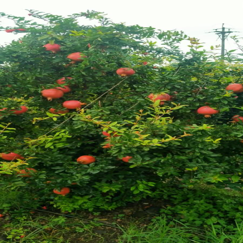 Fresh Pomegranates - A Grade, 200kg | Sweet Taste, Red Color, Whole, Non Glutinous, 60-day Shelf Life, Iqf Processed, 150-200mm Size, 140 Days Maturity