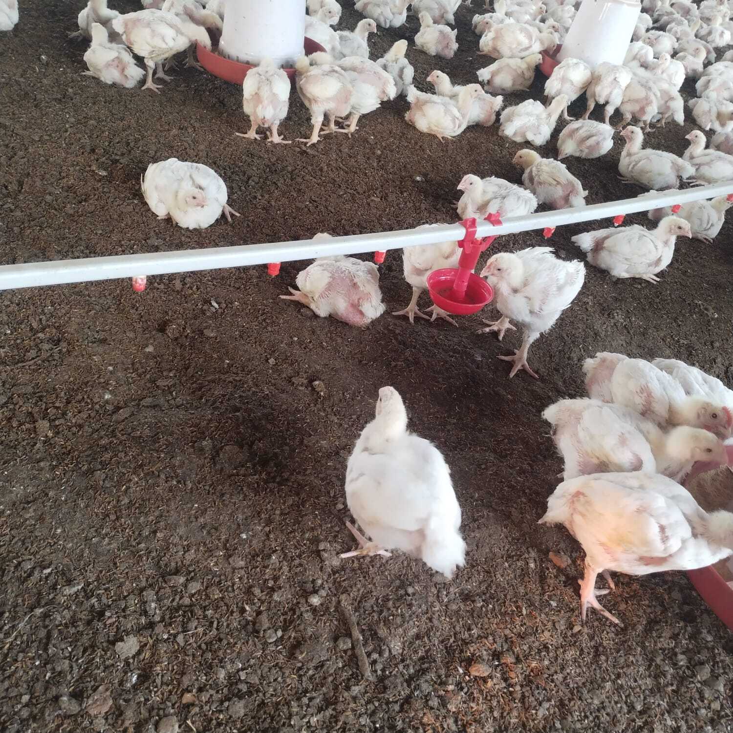 Red Poultry Nipple Drinker Flout Cup