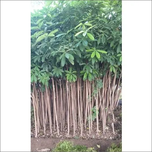 अलाश्टनिया ग्रीन ट्री साइज़: 30 फ़ीट