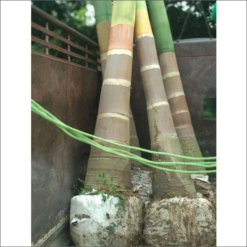 ग्रीन बॉटल पाम ट्री