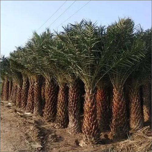 ग्रीन डेट पाम ट्री