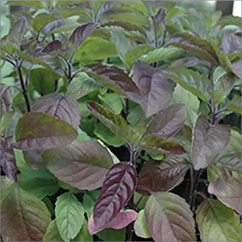 Brown Shyama Tulsi Seeds