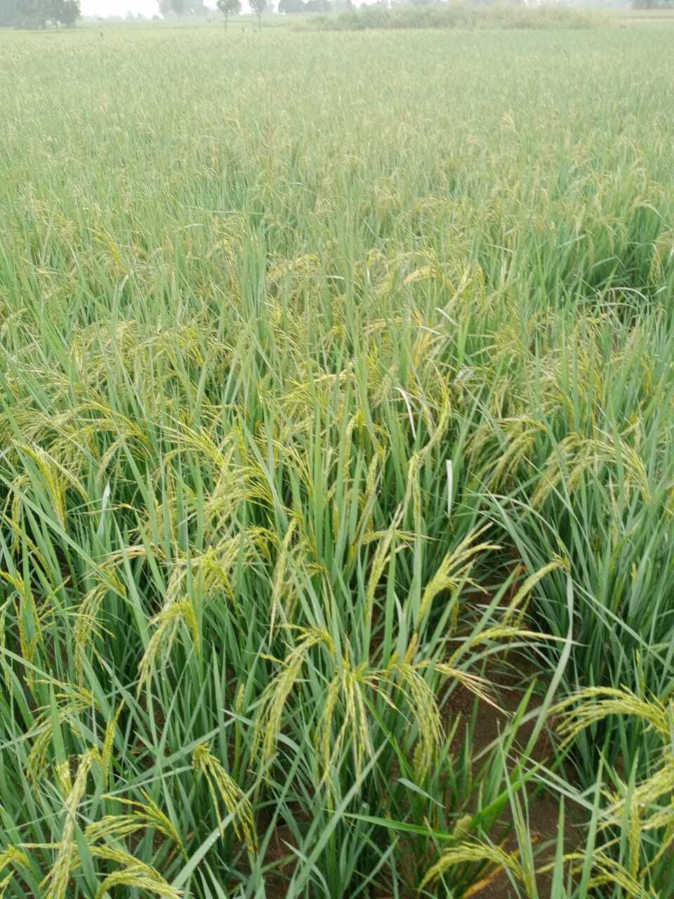 Paddy Rice - Diverse Varieties Including Hmt, Bpt, Rnr-15048, And Basmati | Ideal For Diverse Culinary Applications, High Nutritional Value