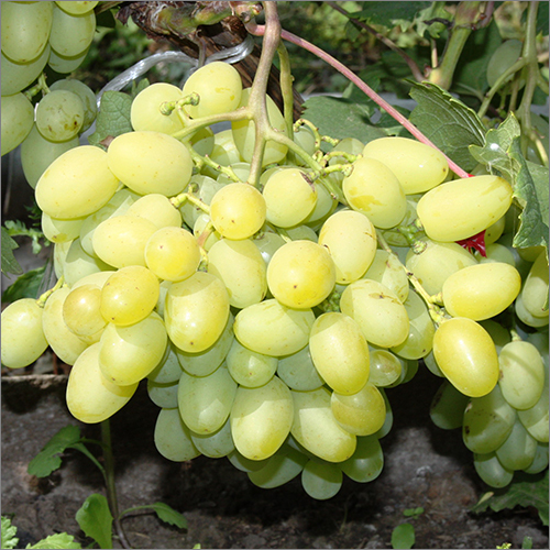 ग्रीनहाउस ग्रीन ग्रेप्स