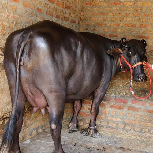 काली मुर्रा भैंस का लिंग: महिला