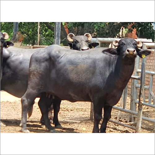 शुद्ध मुर्रा भैंस का लिंग: महिला