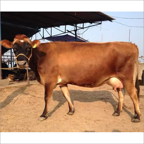 Pure Sahiwal Cow - Color: Brown